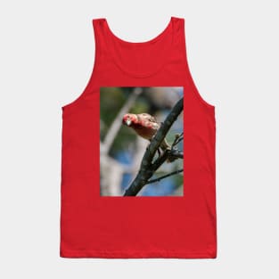 House Finch Hello You Tank Top